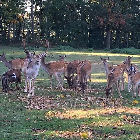 Familienhof Bruening - Gartenblick